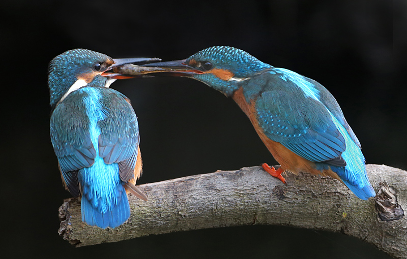 de overdracht Bp.jpg